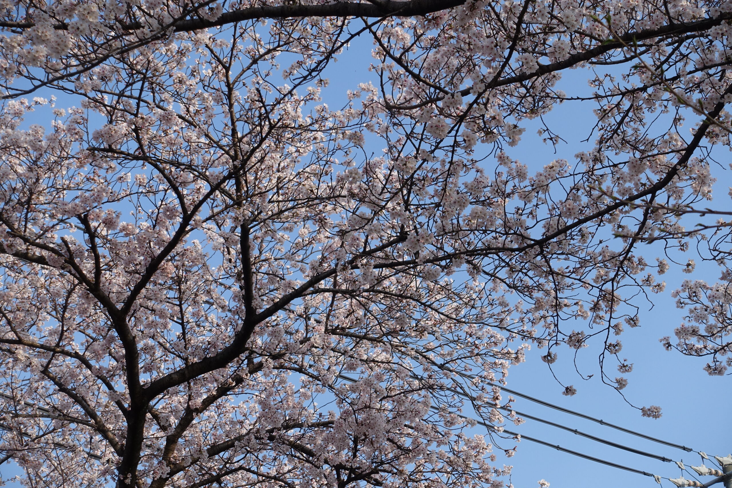 令和8年民法改正案（遺言関係）の閣議決定(速報ベース)