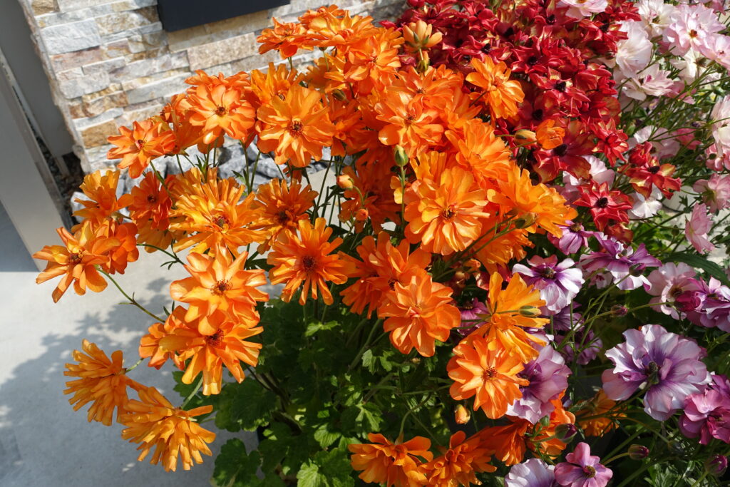 株式会社の公告について